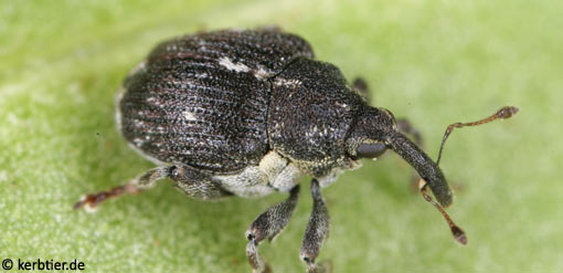 Mogulones pallidicornis