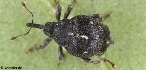 Mogulones pallidicornis B