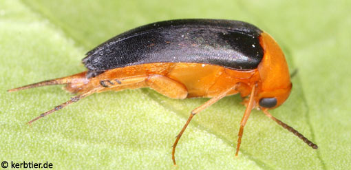 Mordellochroa milleri B