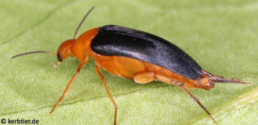 Mordellochroa milleri C
