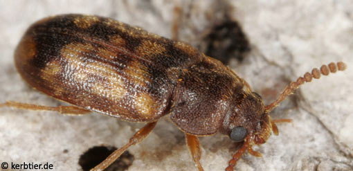 Mycetophagus multipunctatus