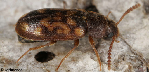 Mycetophagus multipunctatus B