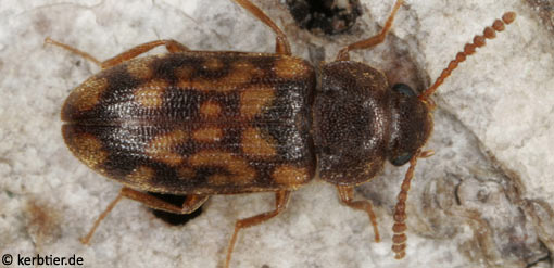 Mycetophagus multipunctatus C