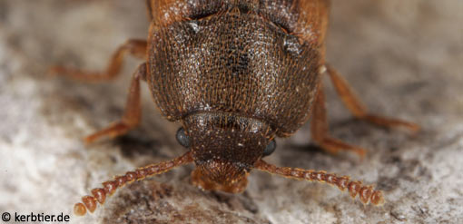 Mycetophagus quadriguttatus