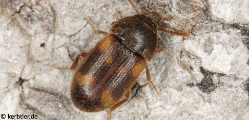 Mycetophagus quadriguttatus B