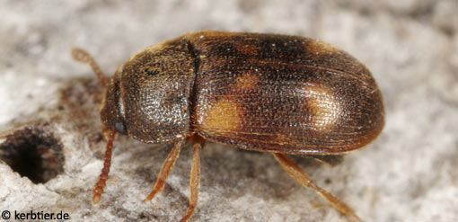 Mycetophagus quadriguttatus C