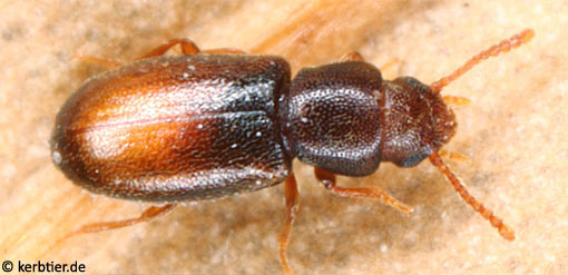 Myrmechixenus subterraneus