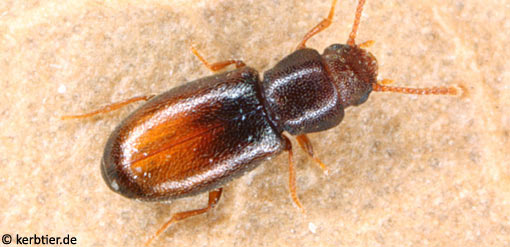 Myrmechixenus subterraneus B