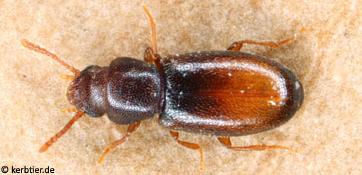 Myrmechixenus subterraneus C