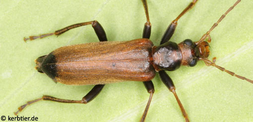 Nacerdes melanura