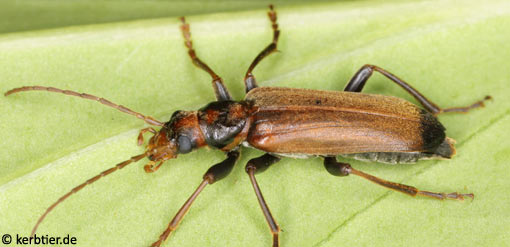 Nacerdes melanura B