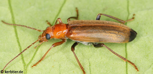 Nacerdes melanura C