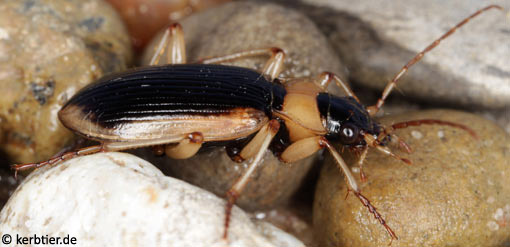 Nebria livida