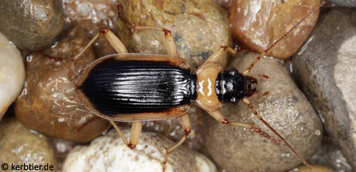 Nebria livida B