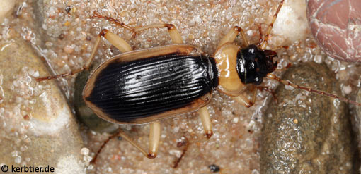 Nebria livida C