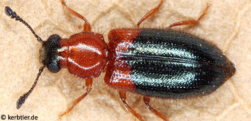 Necrobia ruficollis