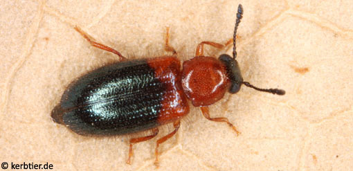 Necrobia ruficollis B