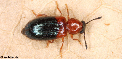 Necrobia ruficollis C