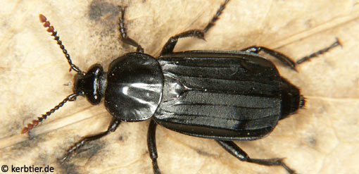 Necrodes littoralis