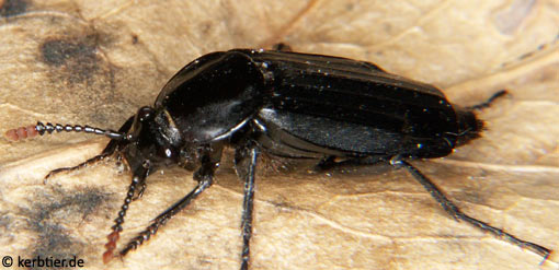 Necrodes littoralis B