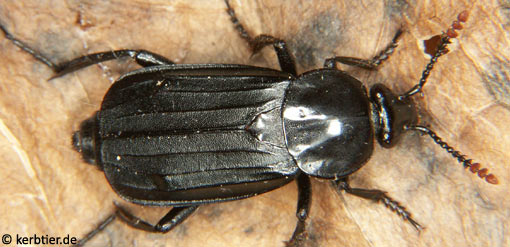 Necrodes littoralis C