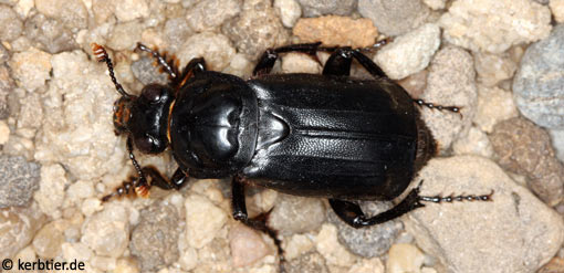 Necrophorus humator