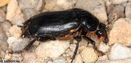 Necrophorus humator B