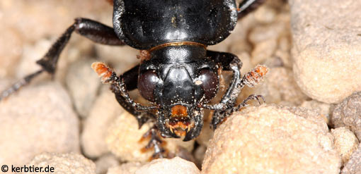 Necrophorus humator C