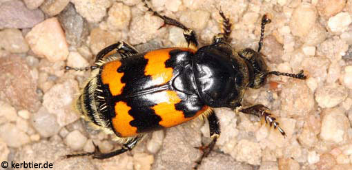 Necrophorus vespillo