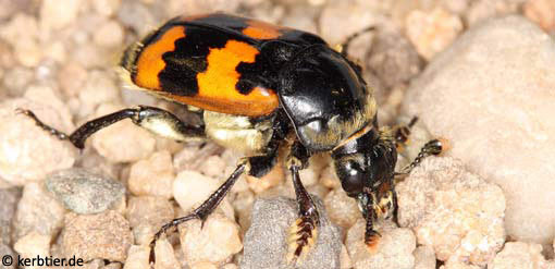 Necrophorus vespillo B