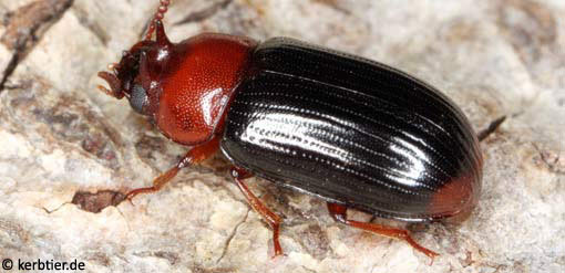 Neomida haemorrhoidalis