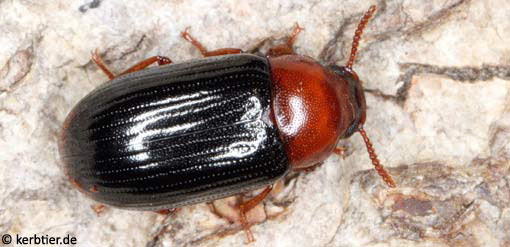 Neomida haemorrhoidalis B