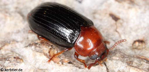 Neomida haemorrhoidalis C