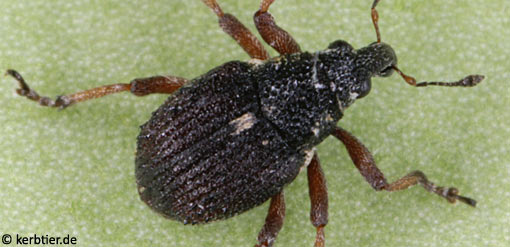 Neophytobius quadrinodosus