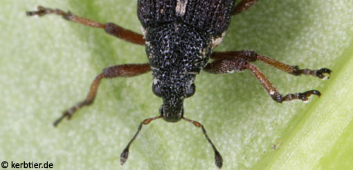 Neophytobius quadrinodosus C