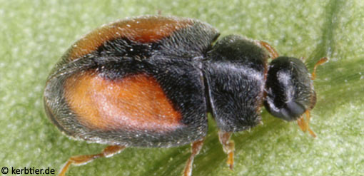 Nephus redtenbacheri