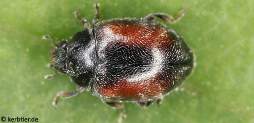 Nephus redtenbacheri C