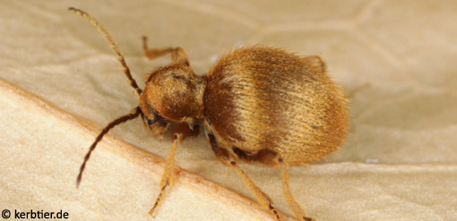 Niptus hololeucus