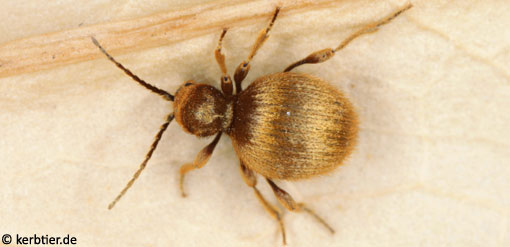 Niptus hololeucus C