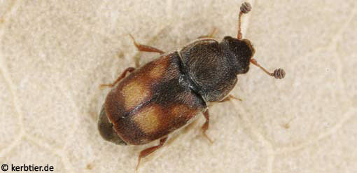 Nitidula carnaria