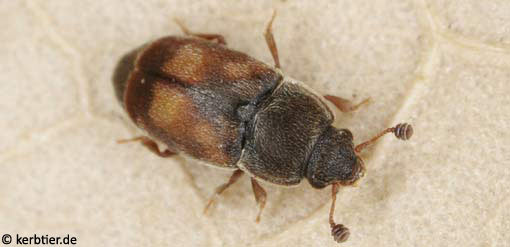 Nitidula carnaria C