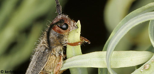 Oberea erythrocephala B