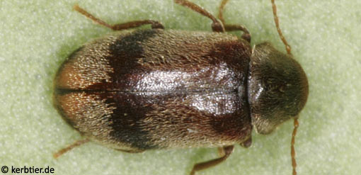 Ochina ptinoides C