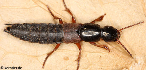 Ocypus fulvipennis