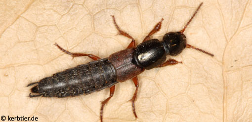 Ocypus fulvipennis B