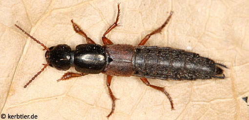 Ocypus fulvipennis C