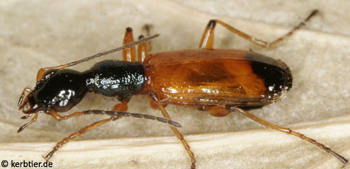 Odacantha melanura B