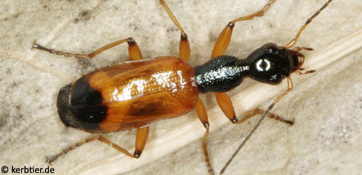 Odacantha melanura C