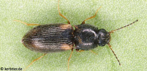 Oedostethus quadripustulatus B