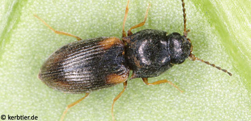 Oedostethus quadripustulatus C